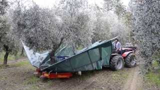 raccolta olive con scuotitore berardinucci [upl. by Ah]