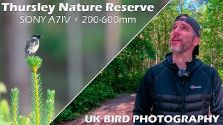 Sony A7IV and Sony FE 200600mm UK Bird Photography at Thursley National Nature Reserve [upl. by Allain398]