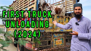 FIRST TRUCK UNLOADING at Northern Bypass GADAP Cow Mandi 2024 Cattle Market Karachi [upl. by Sixele]