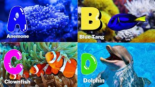 ABC Sea Animals song  Alphabets Kids song  Learn Alphabets English and Animals for Kids abcd [upl. by Hutt988]