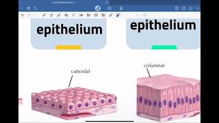 Lab2Stratified Epithelialلمرحلة الاولىطب المستنصرية [upl. by Geanine]