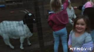 Petting Zoo  Farm in Alachua FL Keira and Lauren have a blast [upl. by Goodrich865]