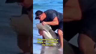 This Man Saved a Shark’s Life😳😍  Would You Risk It  Bravery or Madness shark rescue [upl. by Calabresi280]