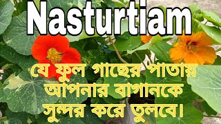 How to grow and take care of NasturtiamNasturtiam plantকিভাবে ন্যাস্টাসিয়াম গাছের পরিচর্যা করবেন। [upl. by Elbert199]