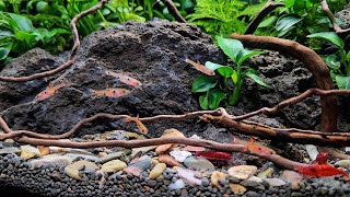 My 2 Month Old Nano Aquarium With Red Fire Cherry Shrimp And Dwarf Rasboras [upl. by Brawley]