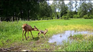 Åtelkameran 50 Räv tar Koltrast [upl. by Alesiram]