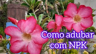 Rosas do deserto Como adubar com npk [upl. by Eentrok773]