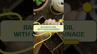 Kentia Palm Plant Care Tips [upl. by Ynatterb]