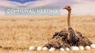 How Ostriches Evolved to Lay Eggs in a Joint Nest [upl. by Eyanaj329]