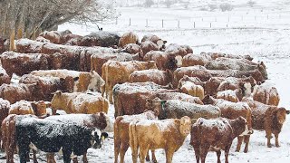 American Ranchers Raise Millions Of Cattle In Snow Season This Way  Livestock Farming [upl. by Ellora]