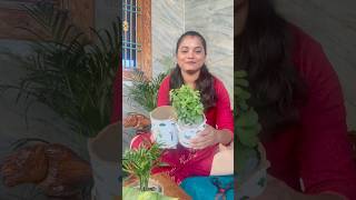 Plants unboxing from ugaoo 🎍🪴😍 anjaliprasad rajampet ugaoo plants [upl. by Bussey548]