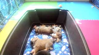 Shiba Inu Puppy Cam  KTeam  Day 27  AM [upl. by Sula]