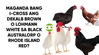 Maganda Bang ICross ang Dekalb Brown o Lohmann White sa Black Australorp o Rhode Island Red [upl. by Ahsimrac]