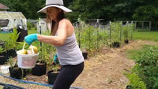 Quiet Harvest Time With The Garden 🥰 [upl. by Lehcin264]