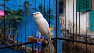 Bird sounds canary chirping Canary training song [upl. by Oguh]