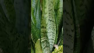 Dracaena trifasciataAsparagaceaeOxygen plant relaxingsound nature plants indoorplant 😌😌 [upl. by Ecnatsnok]