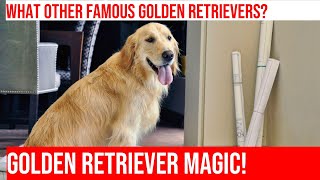 Famous Golden Retrievers in Movies amp TV  The Best of Hollywood [upl. by Grunenwald]