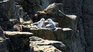 A walk from Embleton to Craster in Northumberland [upl. by Calondra]