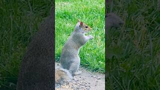 Squirrel stealing bird food 🐿️🐿️ shorts ytshorts youtubeshorts shortsfeed youtube [upl. by Miquela]