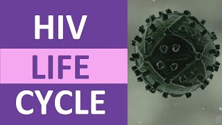 HIV Life Cycle Stages Steps Explained [upl. by Hairehcaz]