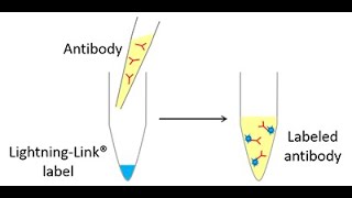 Expedeon LightningLink® antibody labeling technology [upl. by Oderf728]