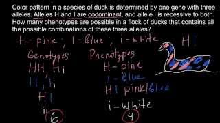 How many phenotypes possible with two codominant and one recessive alleles [upl. by Laszlo932]