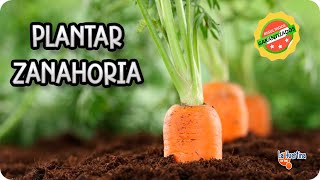 Como Sembrar Zanahorias Paso A Paso En El Huerto Orgánico  La Huertina De Toni [upl. by Ebba589]