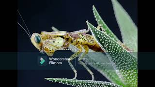 Panther Mantis Tarachodula pantherina [upl. by Shiller987]