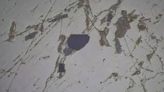 How to identify pyrrhotite in reflected light [upl. by Nahtad]