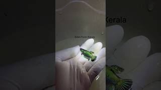 Emerald Green Betta  Betta fish farm in india  malayalam  bettafish betta bettafarm [upl. by Ronen]