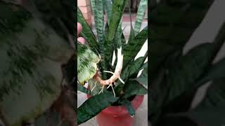 Snake plants propagation from leaf 🌿botany technique foryou subs [upl. by Mogerly208]