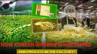 How KOREAN GINSENG is Harvested And Process in the Factory [upl. by Ainsley]