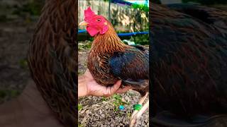 hennie lovers jan rooster chickenbreeds chicken [upl. by Alletniuq]