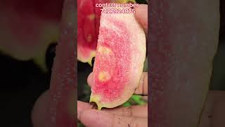 Red daimon guava plant available 7427924075 [upl. by Florentia]