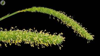 Time lapse  Cats tail grass blooming [upl. by Asseram]