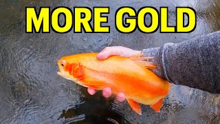 GIANT PALOMINO TROUT While Creek Fishing in Pennsylvania [upl. by Cas]