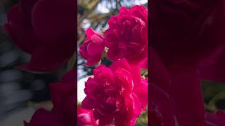 So romantic climbing roses 🥀  Home Gardening  rose gardening flowers youtubeshorts [upl. by Yticilef549]