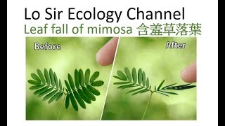 Lo Sir Ecology Channel  Leaf Fall of Mimosa 含羞草落葉 [upl. by Elimay]