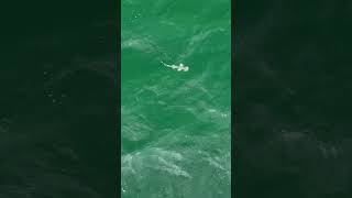 Bonnethead Shark searches for food at the surface just beyond the near shore reef [upl. by Reinaldos]