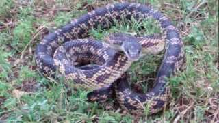 Texas Rat Snake up close [upl. by Aronek473]