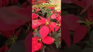 poinsettiamukherjeehorticulturalfirm [upl. by Nyliram54]