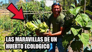 Las Maravillas y Ventajas de tener un Huerto Ecologico 🌱 [upl. by Thinia]