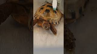 Trunky the Horsefield Tortoise family cares for me veronikakoleva2372 shorts family pets care [upl. by Cohlier]