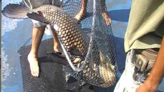 Giant Siamese Carp Bungsamran Thailand Part 2 [upl. by Willy]