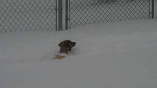 Dachshund in the Snow [upl. by Magill]