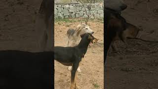 Persian greyhound puppies Saluki puppy saluki tazi baadpakennel persiantazi iraniantazi [upl. by Manvell]