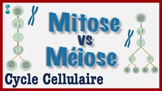 Mitose vs Méiose  Explication simple du Cycle cellulaire Division dune CELLULE Chromosomes [upl. by Hiroko979]