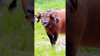 Cow video cowshort [upl. by Donnamarie819]