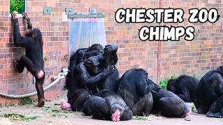 Chimpanzees Screaming and Shouting at Chester Zoo [upl. by Llecrup]