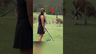 MÁNADA DE CANGUROS EN BUSCA DE VENGANZA cc wendywoogolf on IG historias curiosidades viral [upl. by Ahsener36]